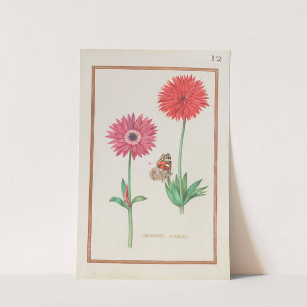 Anemones doubles (1624) by Daniel Rabel