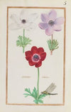 Anemones simples (1624)