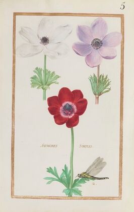 Anemones simples (1624)