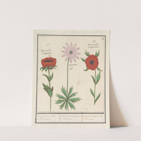 Anemoon (Anemone) 1. et 2. Roononckels. 3. Anemonie. (1596-1610) by Anselmus Boëtius de Boodt