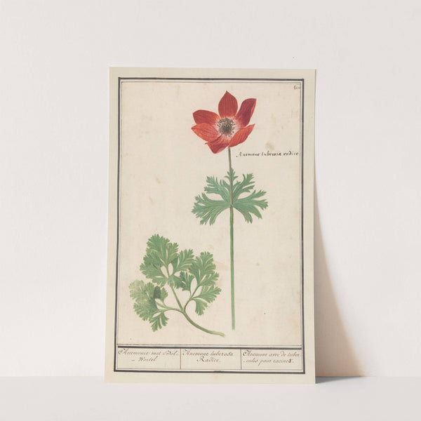 Anemoon (Anemone) Anemonie met Bol-Wortel Anemone tuberosa Radice. Anemone avec de tubercules pour racines (1596-1610) by Anselmus Boëtius de Boodt