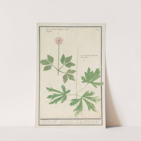 Anemoon (Anemone) (1596-1610) by Anselmus Boëtius de Boodt