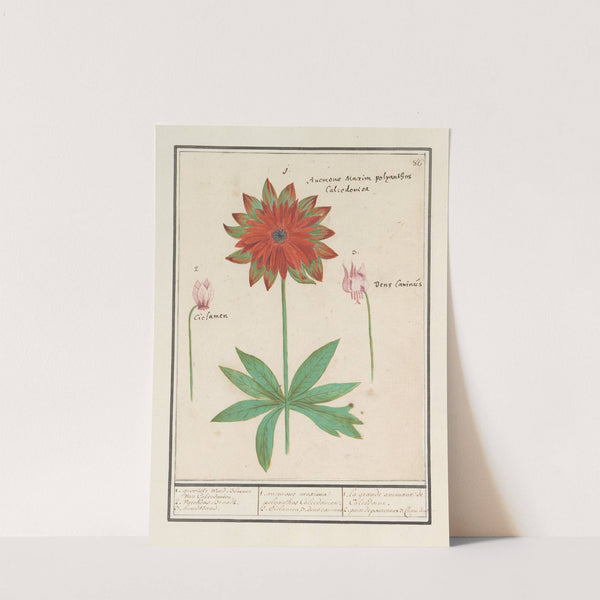 Anemoon (Anemone), cyclaam (Cyclamen) en hondstand (Erythronium) (1596-1610) by Anselmus Boëtius de Boodt