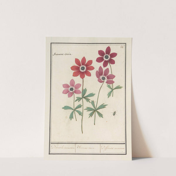 Anemoon (Anemone) Diversche anemonien Anemone variae. Differentes anemones. (1596-1610) by Anselmus Boëtius de Boodt