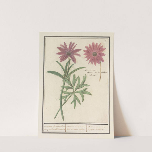 Anemoon (Anemone) of dahlia (Dahlia) anemone ofte wind bloeme met een geknobbelde wortel (1596-1610) by Anselmus Boëtius de Boodt