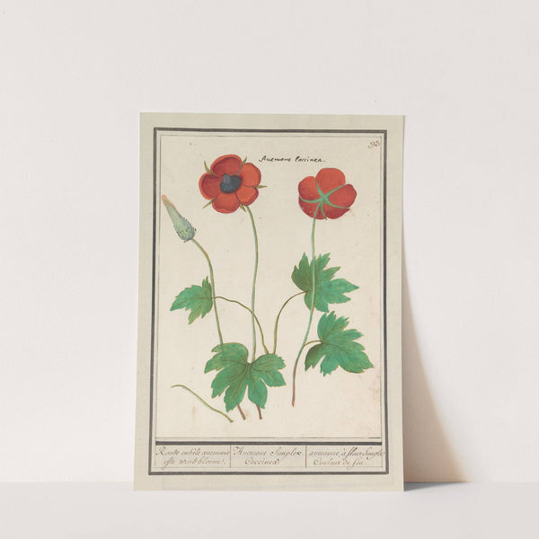 Anemoon (Anemone) Roode enkele anemonie ofte windbloeme. Anemone Simplex Coccinea. anemones à fleur Simple Couleur de feu. (1596-1610) by Anselmus Boëtius de Boodt