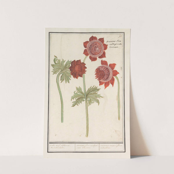 Anemoon (Anemone) roode wind Bloemen. verdobbelende. anemone flore multiplicato Coccineo. anemones rouges à fleurs redoublées. (1596-1610) by Anselmus Boëtius de Boodt