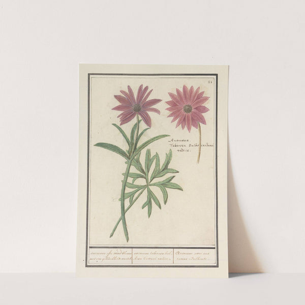 Anemoon (Anemone) verscheijde anemonien Anemones variae diverses especes d’anemones. (1596-1610) by Anselmus Boëtius de Boodt