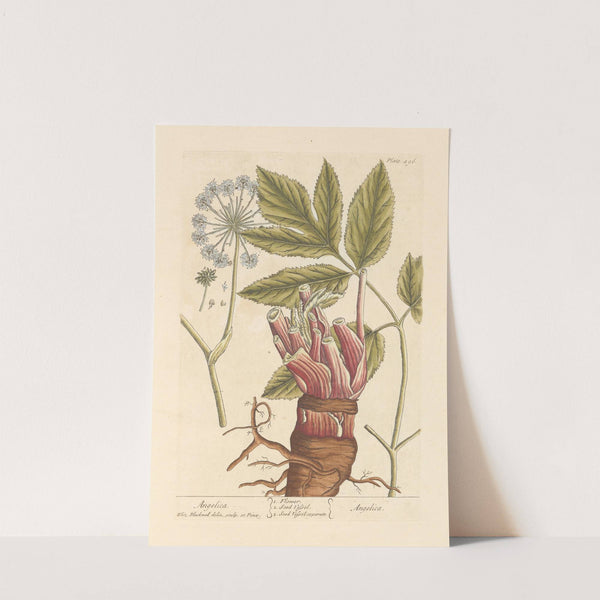 Angelica by Elizabeth Blackwell