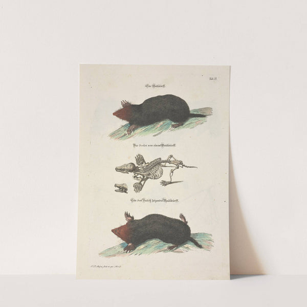 Angenehmer und nützlicher Zeit-Vertreib Pl.002 (1748) by Johann Daniel Meyer