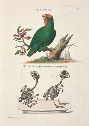 Angenehmer und nützlicher Zeit-Vertreib Pl.005 (1748)