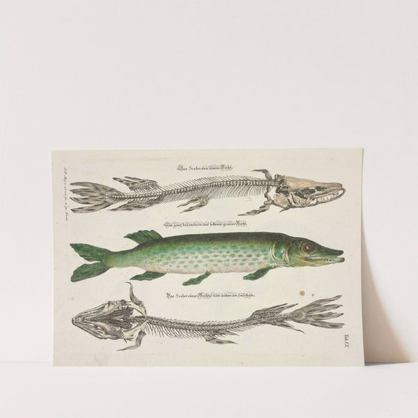 Angenehmer und nützlicher Zeit-Vertreib Pl.009 (1748) by Johann Daniel Meyer