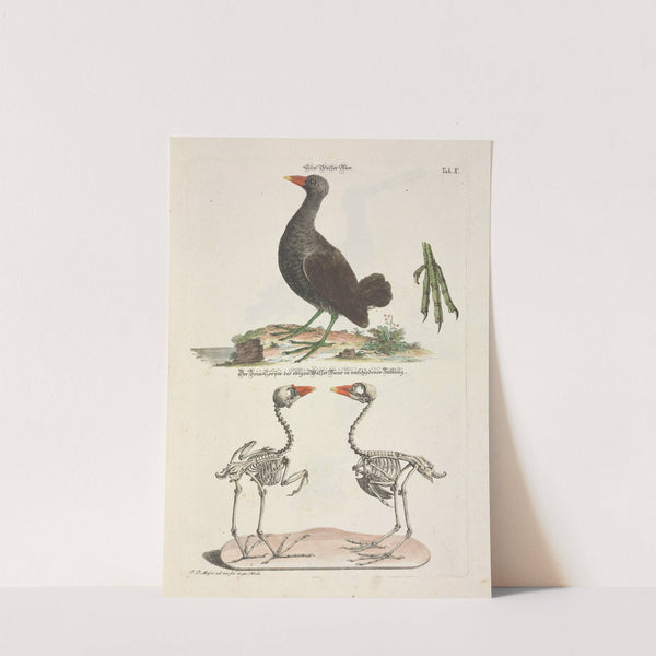 Angenehmer und nützlicher Zeit-Vertreib Pl.010 (1748) by Johann Daniel Meyer