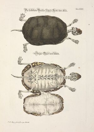 Angenehmer und nützlicher Zeit-Vertreib Pl.029 (1748)