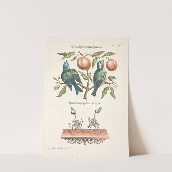 Angenehmer und nützlicher Zeit-Vertreib Pl.033 (1748) by Johann Daniel Meyer