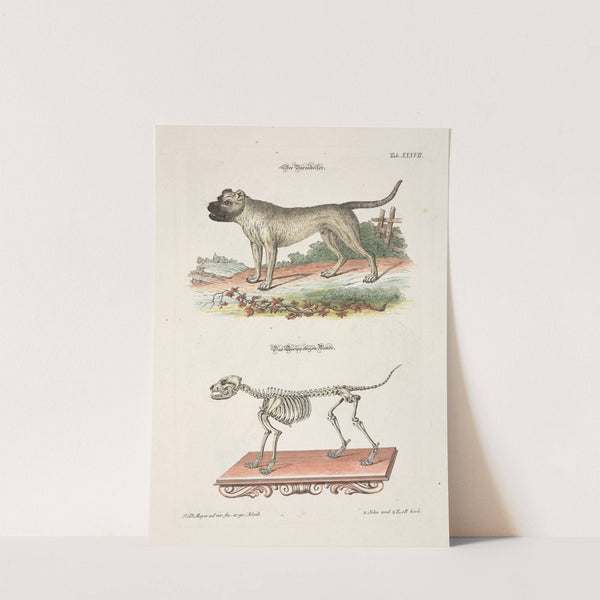 Angenehmer und nützlicher Zeit-Vertreib Pl.037 (1748) by Johann Daniel Meyer