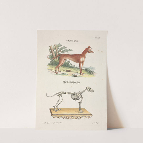 Angenehmer und nützlicher Zeit-Vertreib Pl.038 (1748) by Johann Daniel Meyer