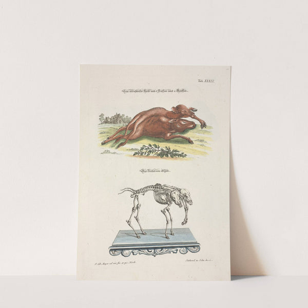 Angenehmer und nützlicher Zeit-Vertreib Pl.039 (1748) by Johann Daniel Meyer