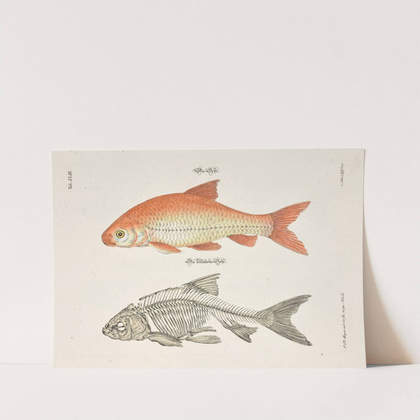 Angenehmer und nützlicher Zeit-Vertreib Pl.043 (1748) by Johann Daniel Meyer