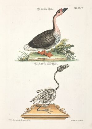 Angenehmer und nützlicher Zeit-Vertreib Pl.046 (1748)