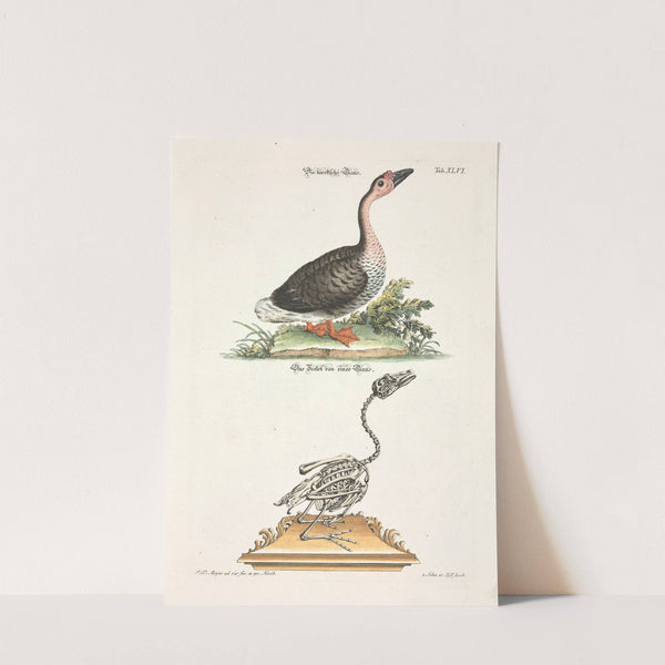 Angenehmer und nützlicher Zeit-Vertreib Pl.046 (1748) by Johann Daniel Meyer