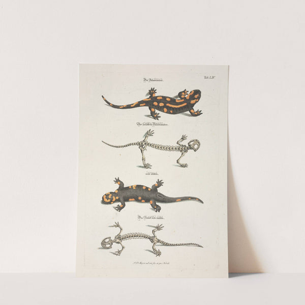 Angenehmer und nützlicher Zeit-Vertreib Pl.054 (1748) by Johann Daniel Meyer