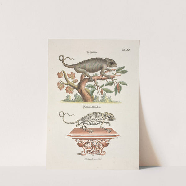 Angenehmer und nützlicher Zeit-Vertreib Pl.057 (1748) by Johann Daniel Meyer