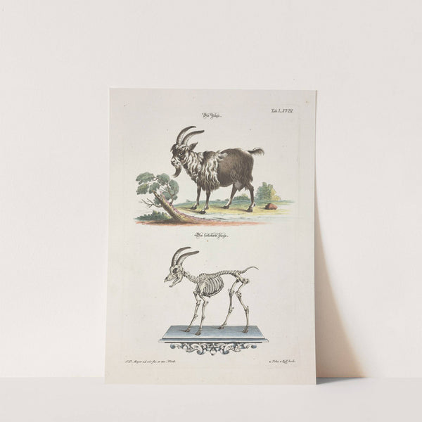 Angenehmer und nützlicher Zeit-Vertreib Pl.068 (1748) by Johann Daniel Meyer