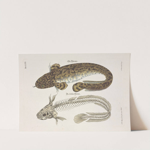 Angenehmer und nützlicher Zeit-Vertreib Pl.071 (1748) by Johann Daniel Meyer