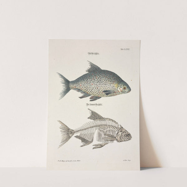 Angenehmer und nützlicher Zeit-Vertreib Pl.072 (1748) by Johann Daniel Meyer