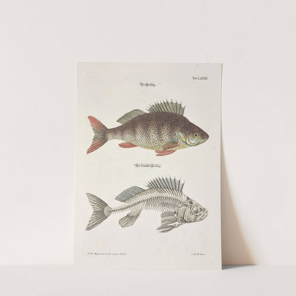 Angenehmer und nützlicher Zeit-Vertreib Pl.073 (1748) by Johann Daniel Meyer