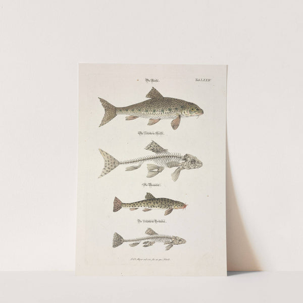 Angenehmer und nützlicher Zeit-Vertreib Pl.074 (1748) by Johann Daniel Meyer