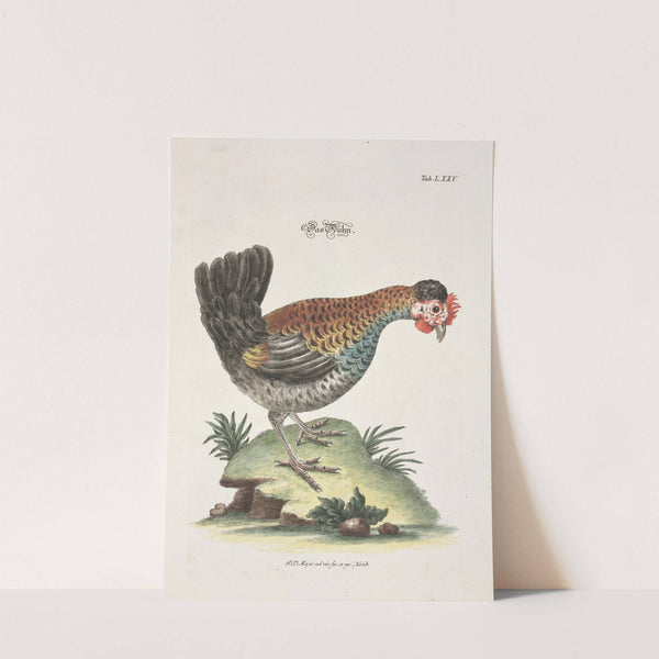 Angenehmer und nützlicher Zeit-Vertreib Pl.075 (1748) by Johann Daniel Meyer