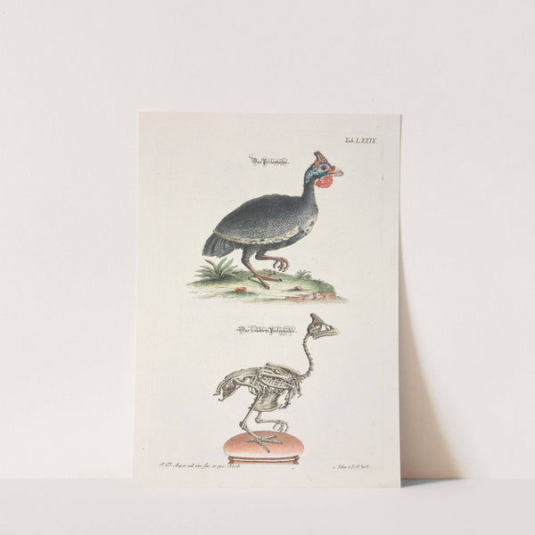 Angenehmer und nützlicher Zeit-Vertreib Pl.079 (1748) by Johann Daniel Meyer