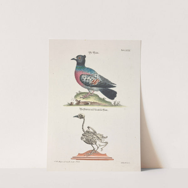 Angenehmer und nützlicher Zeit-Vertreib Pl.080 (1748) by Johann Daniel Meyer