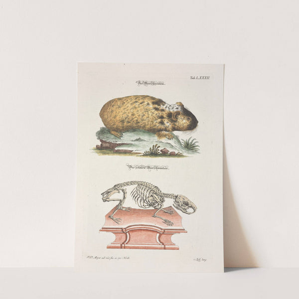 Angenehmer und nützlicher Zeit-Vertreib Pl.082 (1748) by Johann Daniel Meyer