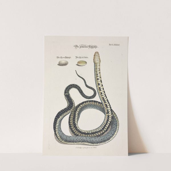 Angenehmer und nützlicher Zeit-Vertreib Pl.089 (1748) by Johann Daniel Meyer