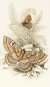 Angerona prunaria, Alcis scolopacea