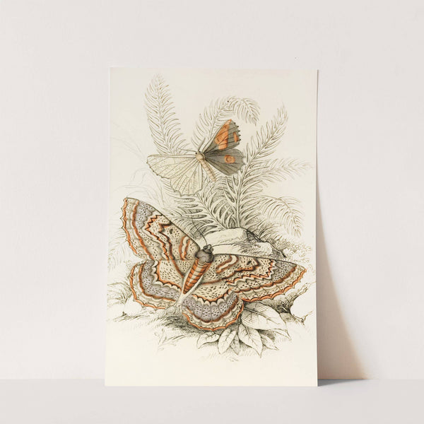 Angerona prunaria, Alcis scolopacea by James Duncan