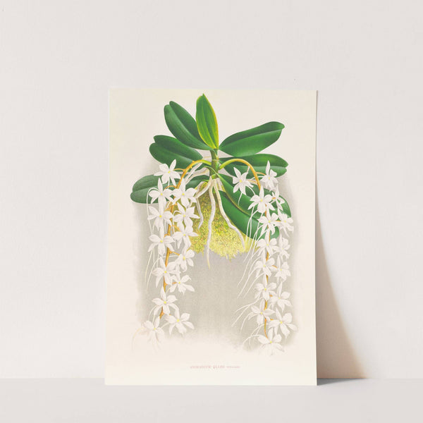 Angraecum ellisi by Jean Jules Linden