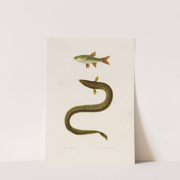 Anguilla Callensis, Leuciscus Callensis (1844-1867) by Arthus Bertrand