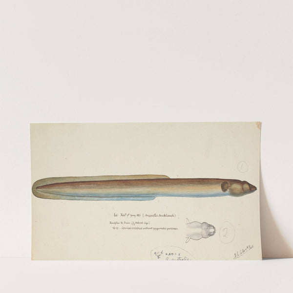 Anguilla dieffenbachii (1875) by Frank Edward Clarke