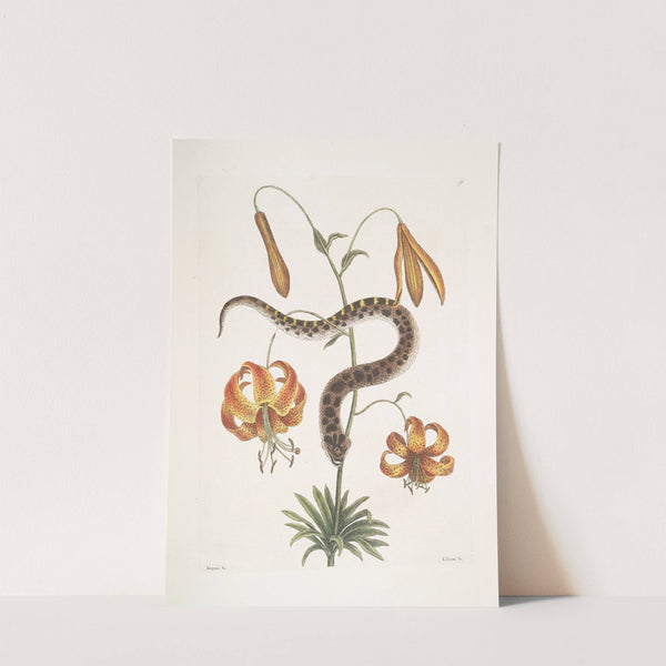 Anguis capite viperino, The Hog-nose Snake; Lilium &c. by Mark Catesby