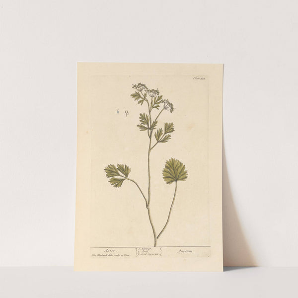 Anise by Elizabeth Blackwell