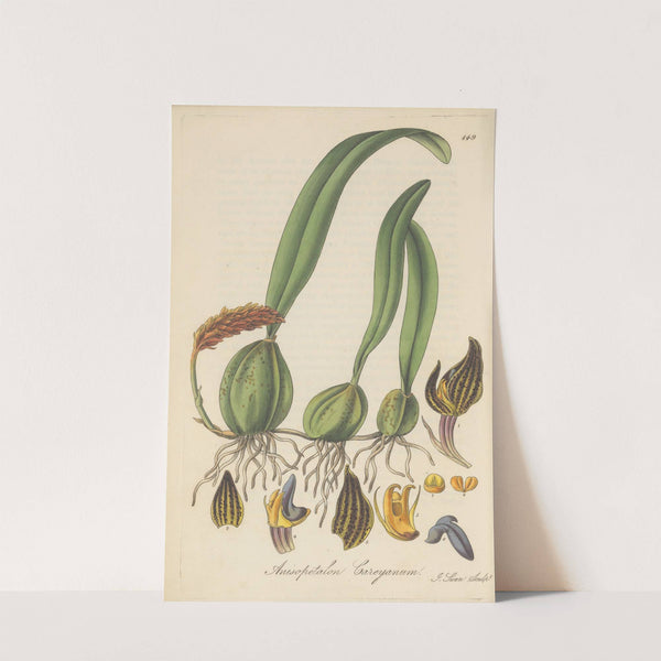 Anisopetalum Careyanum by William Jackson Hooker