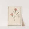 Anjer (Dianthus) Gentille. pot. bloemen. retonica Gariophilus. oeuillet. (1596-1610) by Anselmus Boëtius de Boodt