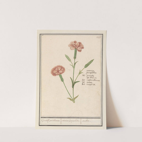 Anjer (Dianthus) Gentille. pot. bloemen. retonica Gariophilus. oeuillet. (1596-1610) by Anselmus Boëtius de Boodt