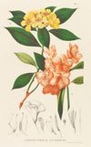 Annales musei botanici