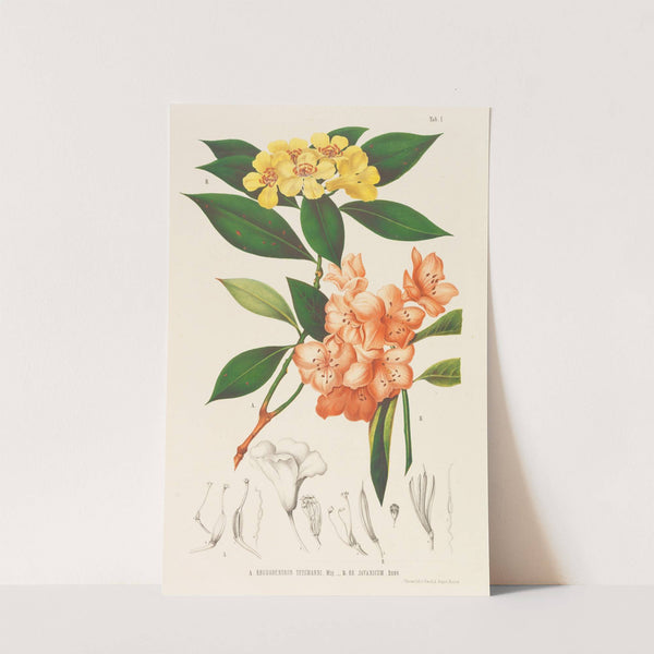 Annales musei botanici by Friedrich Anton Wilhelm Miquel