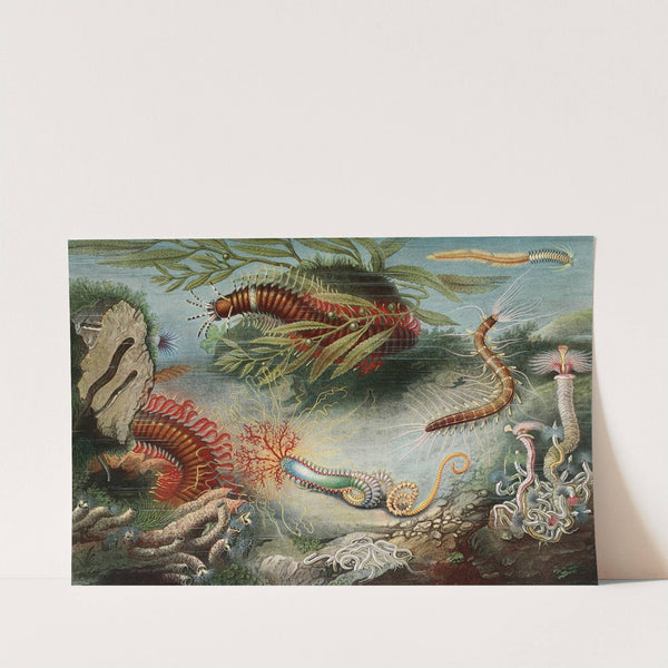 Annélides (1866) by Alfred Frédol